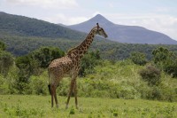 Tanzania — Bognjen Photography