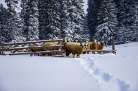 Traces of Winter Silence — img_3567 — Bognjen