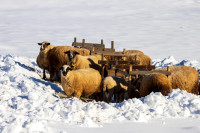 Traces of Winter Silence — img_8988 — Bognjen