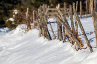 Traces of Winter Silence — img_9000 — Bognjen