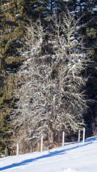 Traces of Winter Silence — img_9007 — Bognjen